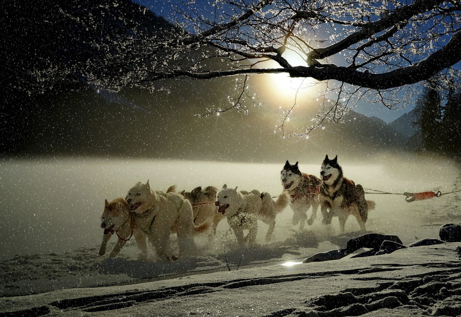 Huskies